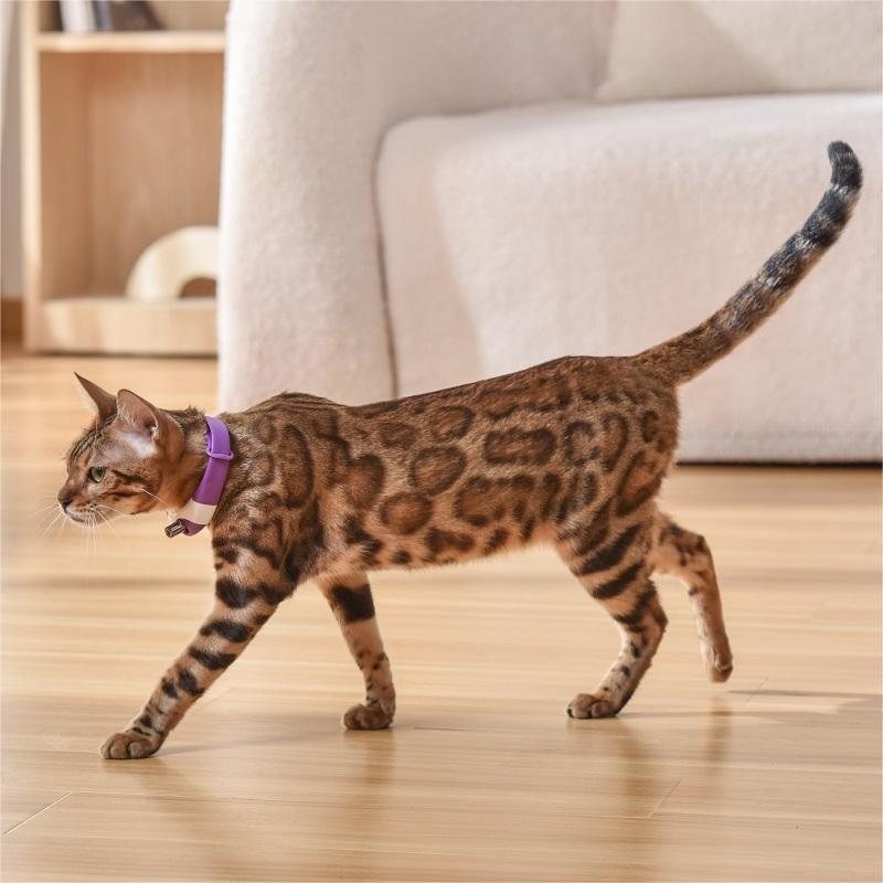 Interactive Laser Collar Toy for Cats
