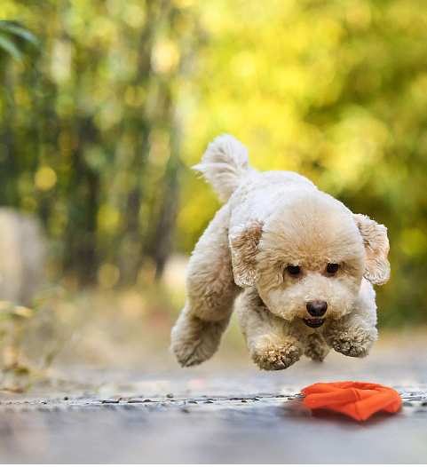 Natural Rubber Dog Teething Toy